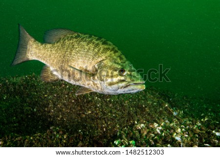 Smallmouth Bass underwater in the St. Lawrence River Royalty-Free Stock Photo #1482512303