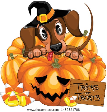 Halloween Dachshund Cute with Jack o Lantern and Candies vector illustrations
