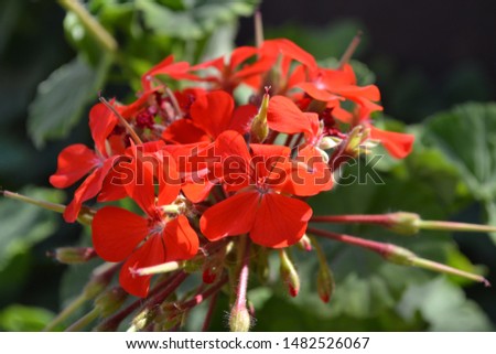 Close up of red chinese rose flower. Pretty flower for background or wallpaper
