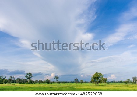 Beautiful, white, Cumulus, fluffy clouds and a line of rare, flying clouds against a clear, blue sky.