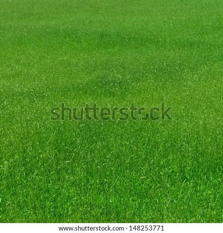 Green grass pattern natural background