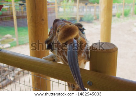 Hungry giraffe in Abilene Texas