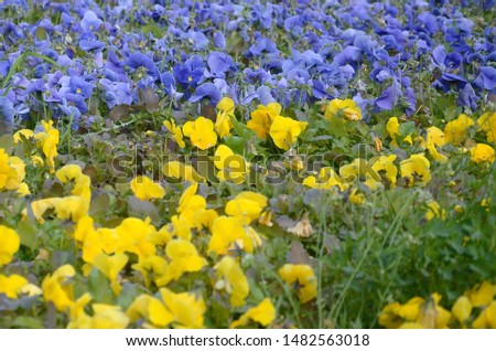 Beautiful violet and yellow blossoming pansies in the spring garden