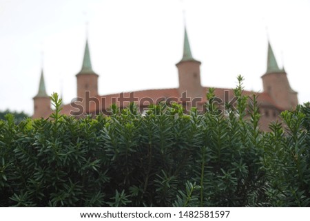 Background of blurred new bright green needles on decorative coniferous plant against red brick wall. fluffy needles on Christmas tree branches. Young needles and cones, tree branch close-up