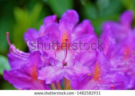 A close-up image of dwarf rhododendron flowers.