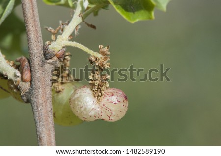 Plagiotrochus quercusilicis galls on quercus faginea gills with a very peculiar appearance like green grapes produced by an insect gray background green natural lighting