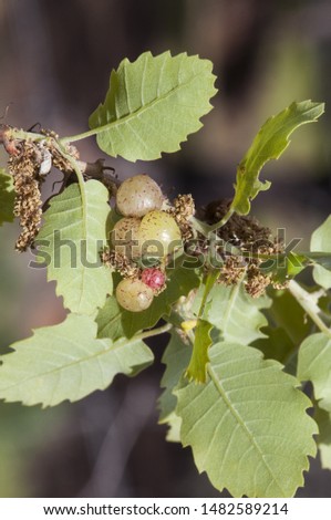 Plagiotrochus quercusilicis galls on quercus faginea gills with a very peculiar appearance like green grapes produced by an insect gray background green natural lighting