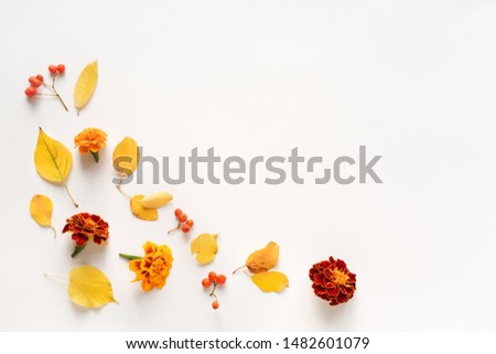Creative flat lay autumnal yellow leaves and flowers on white background, top view, copy space. Seasonal autumn border, concept.