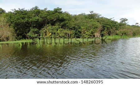 Tributary of the Rio Negro near Manaus, Amazonas Brazil