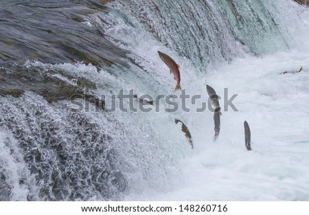 Sockeye Salmon Jumping Up Brooks Falls in Katmai National Park, Alaska Royalty-Free Stock Photo #148260716