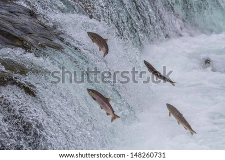 Sockeye Salmon Jumping Up Brooks Falls in Katmai National Park, Alaska Royalty-Free Stock Photo #148260731