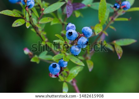 Vaccinium angustifolium, commonly known as the wild lowbush blueberry in dew Royalty-Free Stock Photo #1482615908