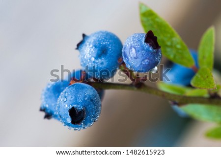 Vaccinium angustifolium, commonly known as the wild lowbush blueberry in dew Royalty-Free Stock Photo #1482615923