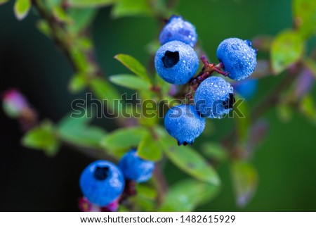 Vaccinium angustifolium, commonly known as the wild lowbush blueberry in dew Royalty-Free Stock Photo #1482615929