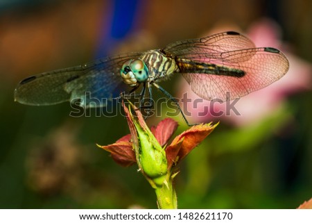 a close up picture of a dragonfly 