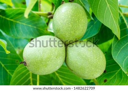 Healthy green walnuts on a lush tree before thanksgiving
