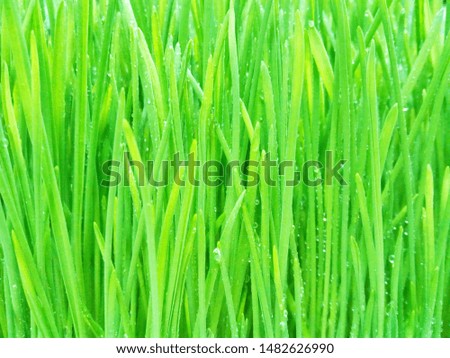 bright green grass with dew drops, background.