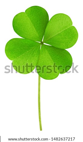 clover isolated on white background, clipping path, full depth of field