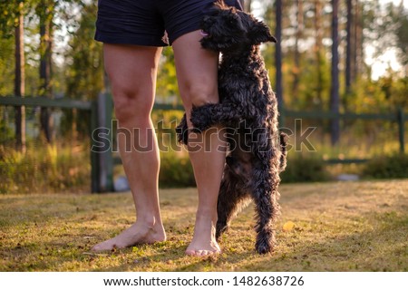 Miniature black schnauzer dog humping or mounting on owner leg. Bad behavior of puppy. Royalty-Free Stock Photo #1482638726