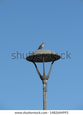 A bird on a light pole on a blue sky background