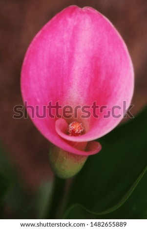 Closeup of a Pink Calla Lily in a Flower Garden