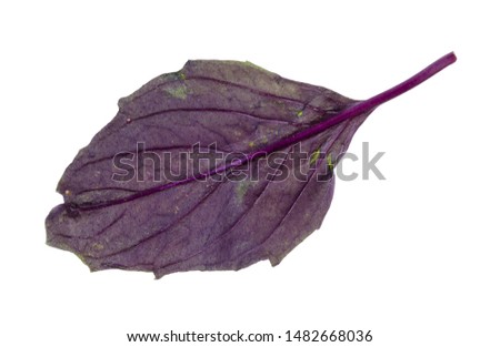leaf of fresh dark purple basil cutout on white background