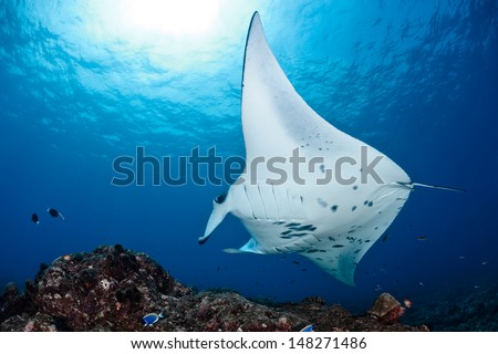 Manta ray in Indian Ocean - Maldives, North Male Atoll Royalty-Free Stock Photo #148271486