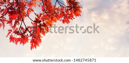 Autumn  orange leaves over sky/autumn nature background