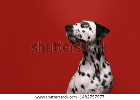 Cute dalmatian dog look up on red background. Fashionable conceptual pet portrait. Copy space