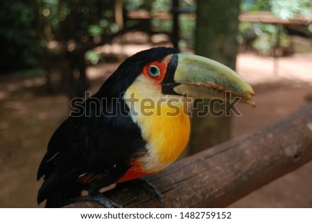 Bird toucan in south of Brazil