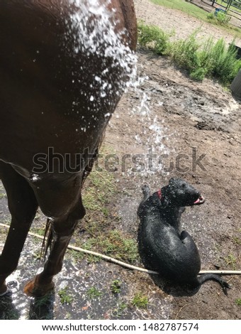A black Bull Mastiff mix dog strategically placed himself in the water stream meant to cool off a horse from the hot summer heat in the South Georgia woods.