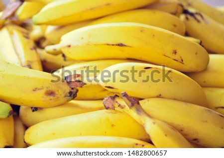 Raw Organic Bunch of Bananas Ready to Eat