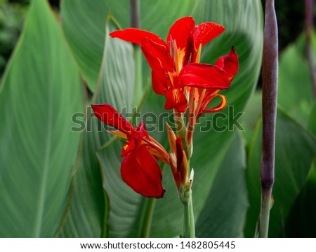 Red flower with big green leaves, Indian shot or African arrowroot, Sierra Leone arrowroot,canna, cannaceae, canna lily, Flowers at the park, nature background Royalty-Free Stock Photo #1482805445