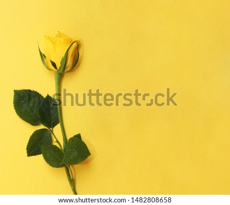 Yellow Rose on the Yellow background. Isolated.
