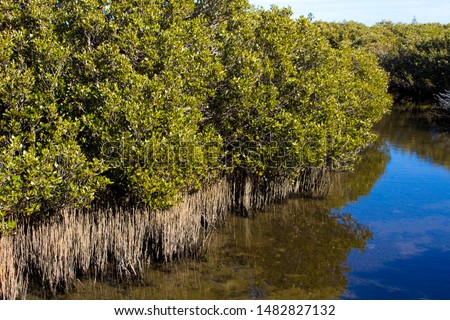 Scenic views of rare Avicennia marina,  known as grey or white mangrove, growing in the Leschenault Estuary mangrove reserve in Bunbury ,Western Australia on a  sunny morning in late autumn. Royalty-Free Stock Photo #1482827132