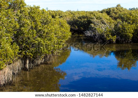 Scenic views of rare Avicennia marina,  known as grey or white mangrove, growing in the Leschenault Estuary mangrove reserve in Bunbury ,Western Australia on a  sunny morning in late autumn. Royalty-Free Stock Photo #1482827144