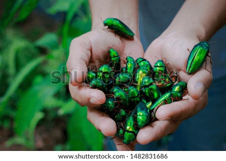 Beautiful Jewel Beetle in the hands of women,(Metallic wood-boring beetle, Buprestid) Insect, concept