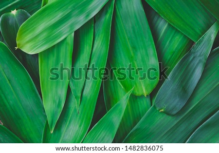 The green bamboo leaves have space for text or backgrounds. Royalty-Free Stock Photo #1482836075
