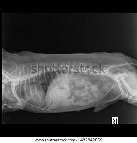x ray normal hip dog side view 