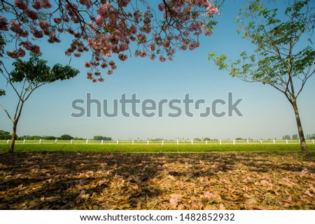 A distort picture in the wide angle - the landscape view that have shown trees, blue sky,  grassy field and dry leaves put on the foreground