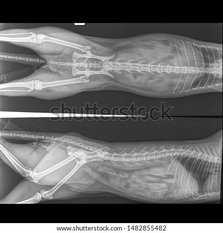 x ray normal hip and both hind limb side view and front view 