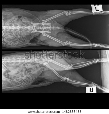 x ray normal hip and both hind limb side view and front view 
