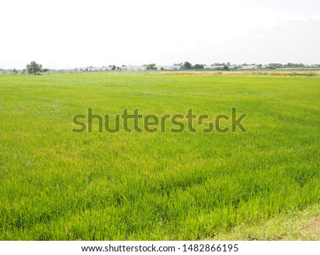 nature rice tree grassy lush verdancy greenery  viridity Green fields grass manicured lawns