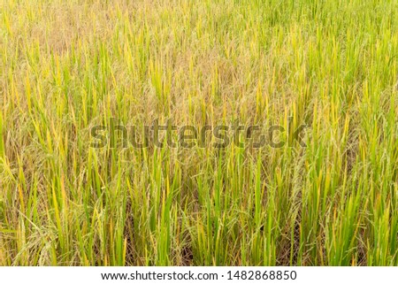 Paddy rice in field in rainy season. Natural farmer background.