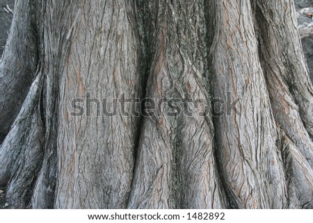 Texture of the base of a bald cypress tree