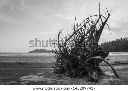 Dead wood, strange shape, eyes in the middle of the man, looking at Phra Thong Island, Phang Nga, Thailand