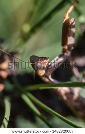 The brown mantis (Mantodea) is hiding among the green needles of needles. Macro. Soft focus. Vertically