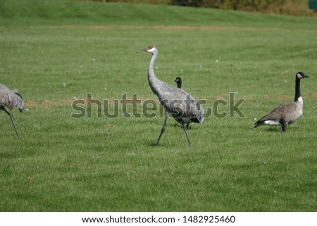Family of Sandhill Cranes hanging out with other birds