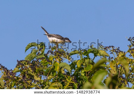 The eastern kingbird (Tyrannus tyrannus) on bushes with berries
