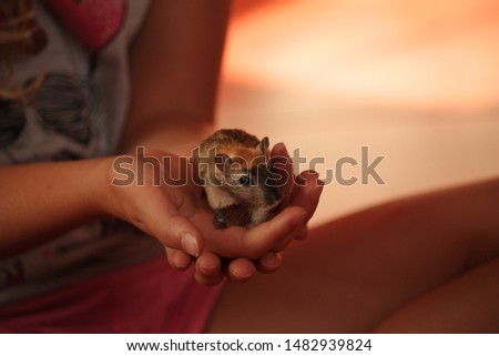 The black mouse gerbil sits on a hand. Keeping of rodents in modern house 